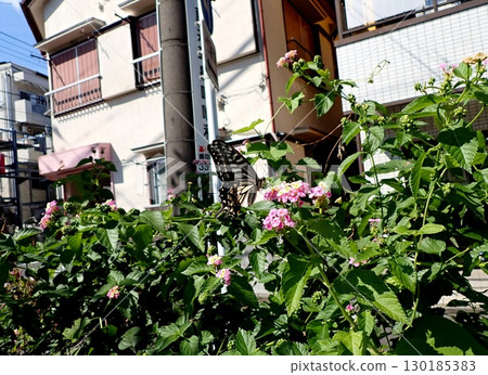 Namiagheha和Lantana 130185383