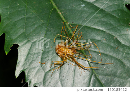 A ventral exoskeleton of a giant house centipede on a amber-colored green leaf, resembling a brittle bone cracker (outdoor field animal macro photography) A ventral exoskeleton of a giant house centipede on a amber-colored green leaf, resembling a brittle bone cracker (outdoor field animal macro photography) 130185412