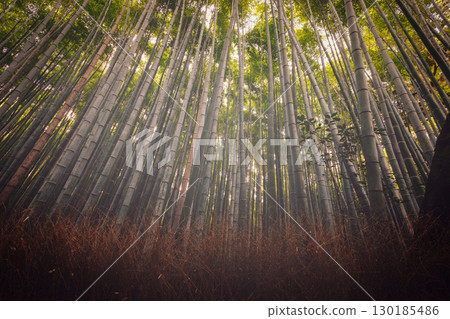 Wide view of Arashiyama Bamboo Grove with sunlight effect Wide view of Arashiyama Bamboo Grove with sunlight effect 130185486