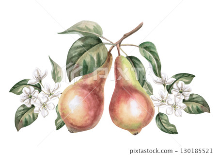 Two ripe pears on a branch with flowers. Isolated watercolor illustration of fruits for product line design, kitchenware design, seasonal menu, postcards, textiles, clothing printing. Two ripe pears on a branch with flowers. Isolated watercolor illustration of fruits for product line design, kitchenware design, seasonal menu, postcards, textiles, clothing printing. 130185521