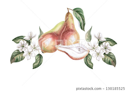 Composition with whole pears, half and flowers. Isolated watercolor illustration of fruits for product line design, kitchenware design, seasonal menu, postcards, textiles, clothing printing. 130185525