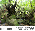 moss-covered tree in the forest 130185766