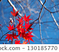 Autumn leaves shining in the blue sky 130185770