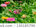 A swallowtail butterfly sucking nectar from a flower in a flower garden 130185790