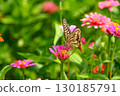 A swallowtail butterfly sucking nectar from a flower in a flower garden 130185791