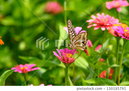 一隻燕尾蝶在花園裡吸食花朵的花蜜 130185791