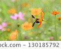 A carpenter bee sucking nectar from a flower in a flower garden 130185792