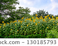 Summer sky and sunflower landscape 130185793