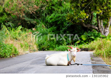 A goat resting on a road in Okinawa Prefecture 130185902