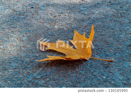Autumn orange fallen maple leaf lies on the uneven surface of the asphalt closeup. Blank with an empty copy space for art works on the theme of the onset of the fall season 130185995