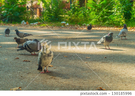 Pigeon looks at camera with his head turned to one side, standing on asphalt in yard while others look for food and eat. Concept of thinking about meaning of life by stepping away from routine 130185996