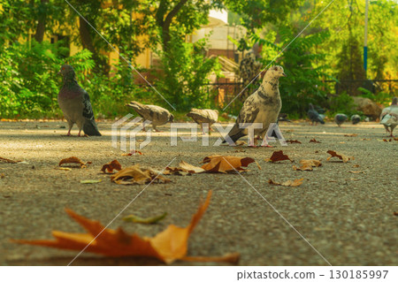 Pigeon looks at camera with his head turned to one side, standing on asphalt in yard while others look for food and eat. Concept of thinking about meaning of life by stepping away from routine. 130185997