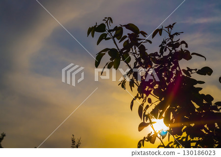 A natural background with sunset multi-colored sun rays, rose shining through the bushes in the foreground. In the background is a partially yellow cloudy blue sky. Natural environment A natural background with sunset multi-colored sun rays, rose shining through the bushes in the foreground. In the background is a partially yellow cloudy blue sky. Natural environment 130186023