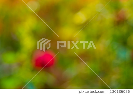 Blurred background with rose plant shrubs in the garden with green leaves, space is flooded with yellow sunlight during summer sunset. Backdrop blank with no focus, natural surroundings, blur, light. Blurred background with rose plant shrubs in the garden with green leaves, space is flooded with yellow sunlight during summer sunset. Backdrop blank with no focus, natural surroundings, blur, light. 130186026