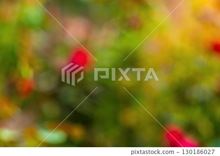 Blurred background with rose plant shrubs in the garden with green leaves, space is flooded with yellow sunlight during summer sunset. Backdrop blank with no focus, natural surroundings, blur, light. Blurred background with rose plant shrubs in the garden with green leaves, space is flooded with yellow sunlight during summer sunset. Backdrop blank with no focus, natural surroundings, blur, light. 130186027