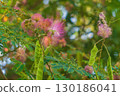A silk tree branch with pink thread-like flowers during flowering, green pods and small fan leaves against the background of a blurred foliage background with a bokeh effect 130186041