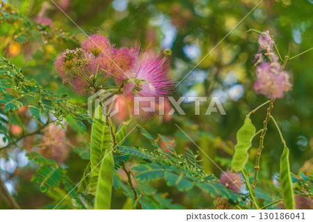 A silk tree branch with pink thread-like flowers during flowering, green pods and small fan leaves against the background of a blurred foliage background with a bokeh effect 130186041