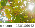 The blurred green background of the foliage of the trees, between which the sunlight passes and the rays with a warm yellow tint, create an atmosphere of summer mood. Abstract, natural environment 130186042
