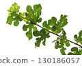 A young branch of a fig bush with green juicy leaves with characteristic leaf shapes, isolated on a transparent, white background. Blank for artwork, bottom view. 130186057