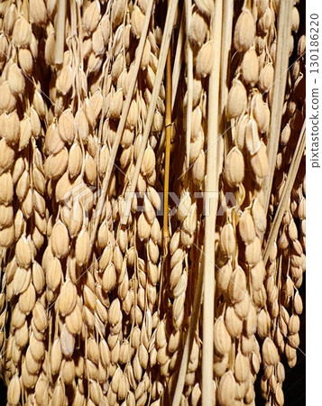 Harvested rice _ Rice _ Dried rice _ Sun-dried rice _ Newly harvested rice Harvested rice _ Rice _ Dried rice _ Sun-dried rice _ Newly harvested rice 130186220