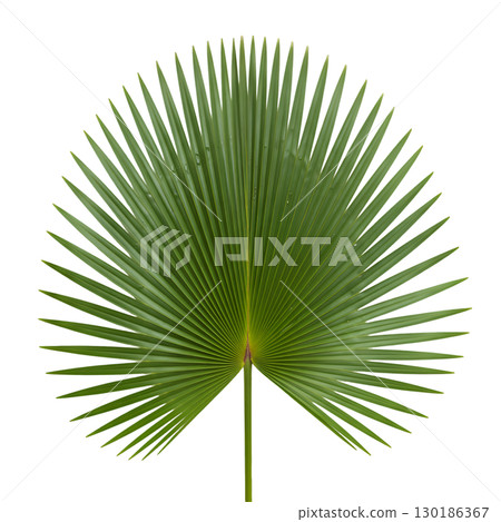 Isolated green palm leaf on light background. Ideal for summer design, tropical projects and website design. 130186367