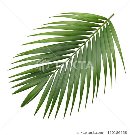 Isolated green palm leaf on light background. Ideal for summer design, tropical projects and website design. Isolated green palm leaf on light background. Ideal for summer design, tropical projects and website design. 130186368