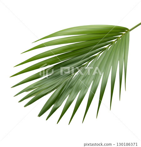 Isolated green palm leaf on light background. Ideal for summer design, tropical projects and website design. Isolated green palm leaf on light background. Ideal for summer design, tropical projects and website design. 130186371