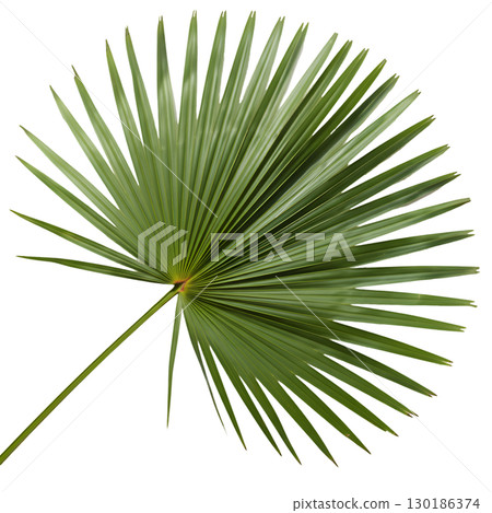 Isolated green palm leaf on light background. Ideal for summer design, tropical projects and website design. 130186374