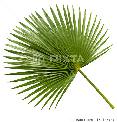 Isolated green palm leaf on light background. Ideal for summer design, tropical projects and website design. 130186375