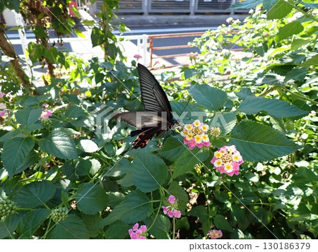 克羅地亞和馬纓丹 130186379