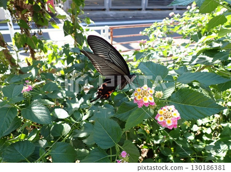 Croatia and Lantana Croatia and Lantana 130186381