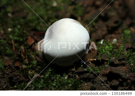 A hard but cute marshmallow-like young Pleurotus mushroom (macrophotography in natural environment) A hard but cute marshmallow-like young Pleurotus mushroom (macrophotography in natural environment) 130186499