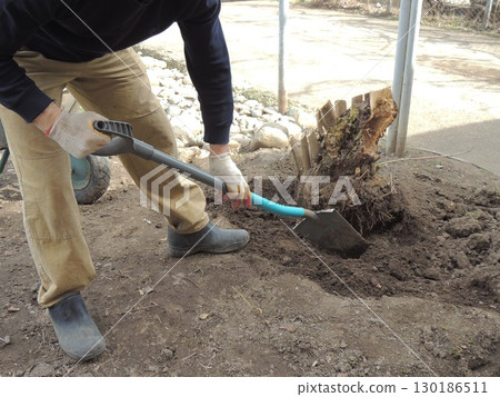 gardener digs up roots of cut old diseased tree with shovel to dig up and replant stump against background of garden or yard and metal garden wheelbarrow 130186511