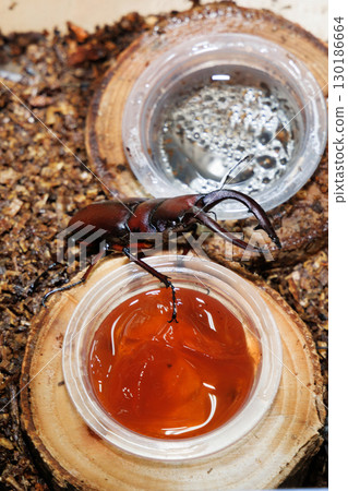 Saw toothbrush 130186664