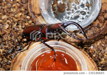 Saw toothbrush 130186665