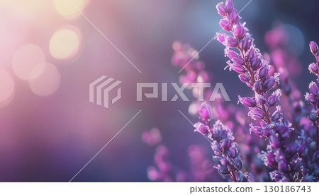 Lavender beauty flower vibrant blossom petal nature plant blurred dark background 130186743