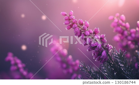 Lavender beauty flower vibrant blossom petal nature plant blurred dark background 130186744