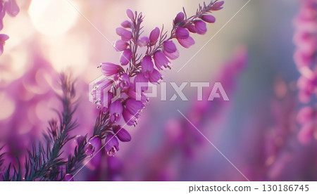 Lavender beauty flower vibrant blossom petal nature plant blurred dark background 130186745