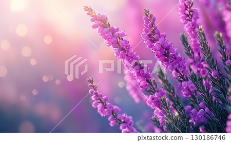 Lavender beauty flower vibrant blossom petal nature plant blurred dark background 130186746
