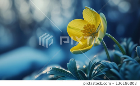 Vibrant winter aconite flower vibrant blossom petal nature plant blurred dark background 130186808