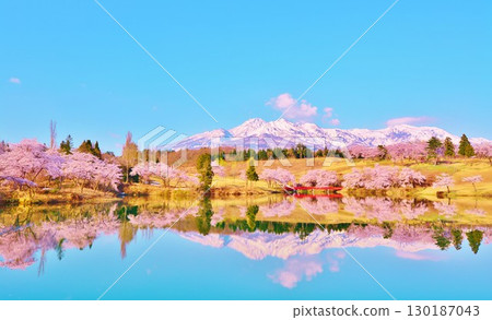 新潟縣上越市妙高高原松峰池早春櫻花盛開 130187043