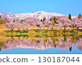Cherry blossoms blooming in early spring at Matsugamine Pond in Myoko Kogen, Joetsu City, Niigata Prefecture 130187044
