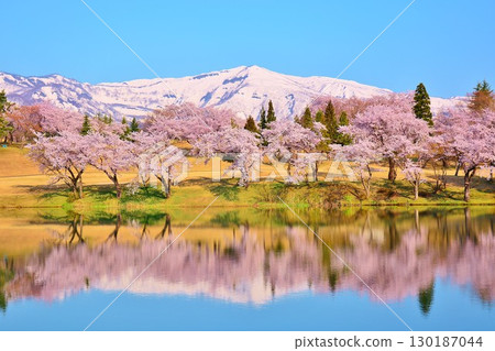 新潟縣上越市妙高高原松峰池早春櫻花盛開 130187044