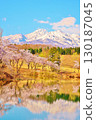 Cherry blossoms blooming in early spring at Matsugamine Pond in Myoko Kogen, Joetsu City, Niigata Prefecture 130187045