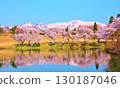 Cherry blossoms blooming in early spring at Matsugamine Pond in Myoko Kogen, Joetsu City, Niigata Prefecture 130187046