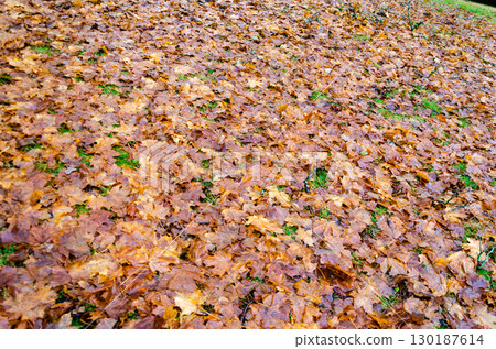 Pile of wet and decaying maple autumn leaves 130187614