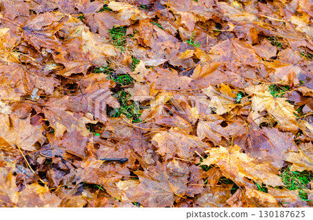 Pile of wet and decaying maple autumn leaves 130187625