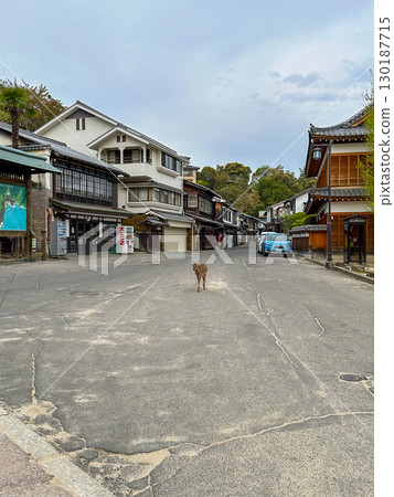 生活在日本廣島嚴島神社的鹿 130187715