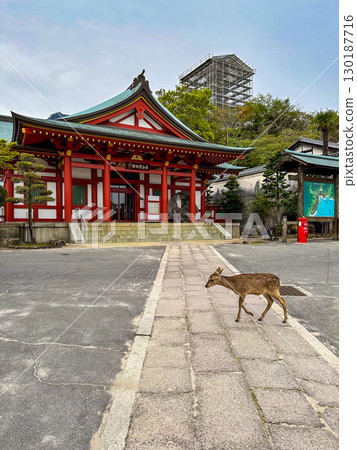 Deer living at Itsukushima Shrine in Hiroshima, Japan 130187716