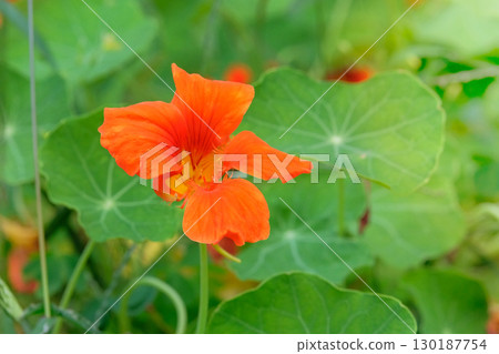 Nasturtium plant with yellow flower in a rural garden. Gardening concept. Emphasizing the beauty and details. Flowering plant in countryside. Companion plant. Sunlight. 130187754